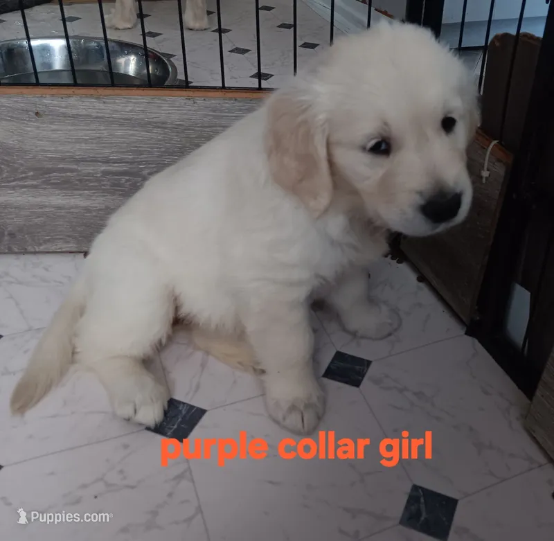 Purple durple – English Cream Golden Retriever puppy for sale in Fairfield, CA
