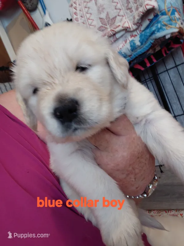 Blue – English Cream Golden Retriever puppy for sale in Fairfield, CA