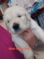 Blue, a male English Cream Golden Retriever for sale in Fairfield, CA – 1 of 2