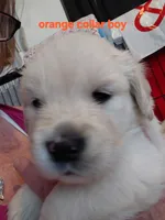 Orange , a male English Cream Golden Retriever for sale in Fairfield, CA – 2 of 2