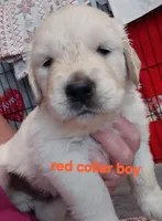 Red, a male English Cream Golden Retriever for sale in Fairfield, CA – 1 of 2