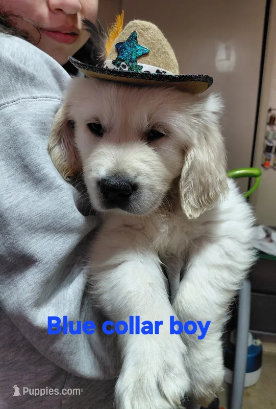 Blue – English Cream Golden Retriever puppy for sale in Fairfield, CA
