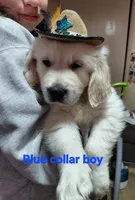 Blue, a male English Cream Golden Retriever for sale in Fairfield, CA – 1 of 2