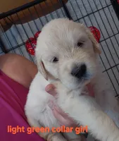 Light green, a female English Cream Golden Retriever for sale in Fairfield, CA – 2 of 2