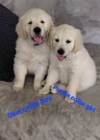 Purple , a female English Cream Golden Retriever for sale in Fairfield, CA – 2 of 2