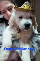 Orange collar, a male English Cream Golden Retriever for sale in Fairfield, CA – 2 of 2