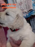 Red, a male English Cream Golden Retriever for sale in Fairfield, CA – 2 of 2
