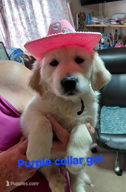 Purple  – English Cream Golden Retriever puppy for sale in Fairfield, CA