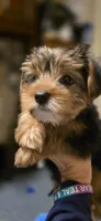 Boy#1, a male Yorkshire Terrier for sale in Sacramento, CA – 1 of 7