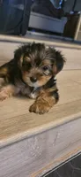 Boy#1, a male Yorkshire Terrier for sale in Sacramento, CA – 4 of 7