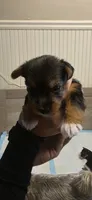 Girl#2, a female Yorkshire Terrier for sale in Sacramento, CA – 2 of 4