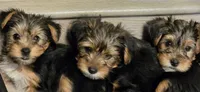 Girl#1, a female Yorkshire Terrier for sale in Sacramento, CA – 6 of 6