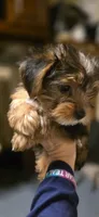 Boy#1, a male Yorkshire Terrier for sale in Sacramento, CA – 5 of 7