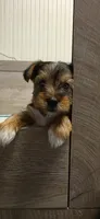Girl#2, a female Yorkshire Terrier for sale in Sacramento, CA – 3 of 4