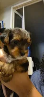 Boy#1, a male Yorkshire Terrier for sale in Sacramento, CA – 6 of 7