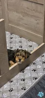 Girl#1, a female Yorkshire Terrier for sale in Sacramento, CA – 3 of 6