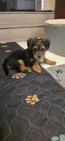 Girl#1, a female Yorkshire Terrier for sale in Sacramento, CA – 2 of 6