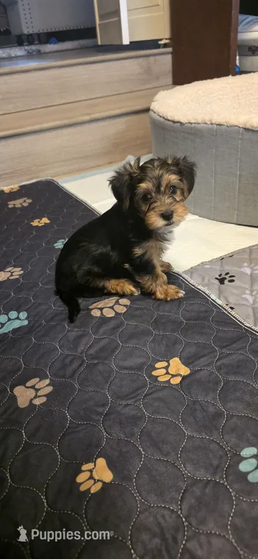 Girl#1 – Yorkshire Terrier puppy for sale in Sacramento, CA