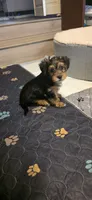 Girl#1, a female Yorkshire Terrier for sale in Sacramento, CA – 1 of 6