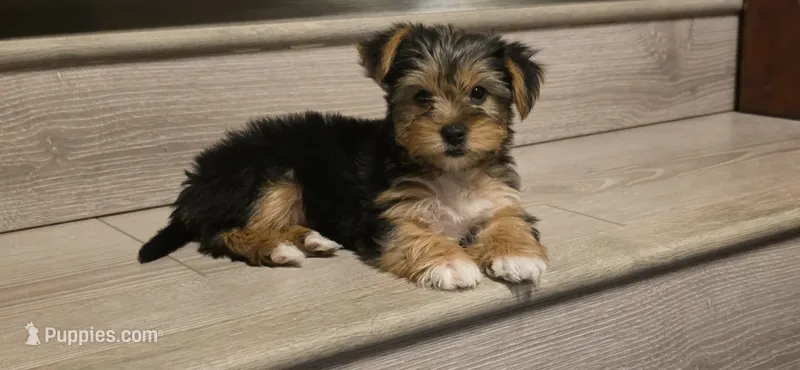 Girl#2 – Yorkshire Terrier puppy for sale in Sacramento, CA