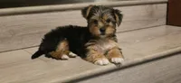 Girl#2, a female Yorkshire Terrier for sale in Sacramento, CA – 1 of 4