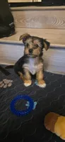 Girl#2, a female Yorkshire Terrier for sale in Sacramento, CA – 4 of 4