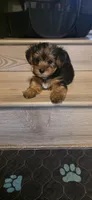 Boy#1, a male Yorkshire Terrier for sale in Sacramento, CA – 3 of 7