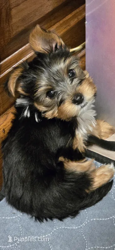 Boy#2 – Yorkshire Terrier puppy on hold in Sacramento, CA