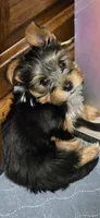 Boy#2, a male Yorkshire Terrier for sale in Sacramento, CA – 1 of 4