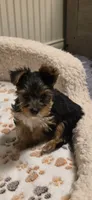 Boy#2, a male Yorkshire Terrier for sale in Sacramento, CA – 4 of 4
