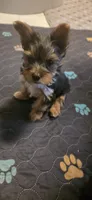 Boy#2, a male Yorkshire Terrier for sale in Sacramento, CA – 2 of 4