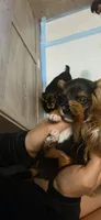 Boy#2, a male Yorkshire Terrier for sale in Sacramento, CA – 3 of 4