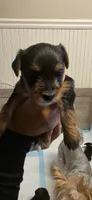 Girl#1, a female Yorkshire Terrier for sale in Sacramento, CA – 5 of 6