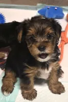 Boy#1, a male Yorkshire Terrier for sale in Sacramento, CA – 2 of 7