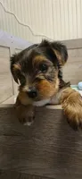 Girl#1, a female Yorkshire Terrier for sale in Sacramento, CA – 4 of 6