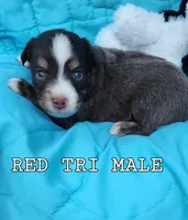Mickey 4, a male Toy Australian Shepherd for sale in Tishomingo, OK – Photo 2 of 3