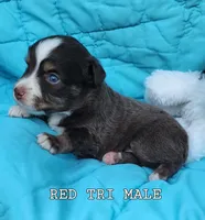 Mickey 4, a male Toy Australian Shepherd for sale in Tishomingo, OK – Photo 1 of 3