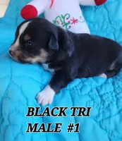 Cooper 3, a male Toy Australian Shepherd for sale in Tishomingo, OK – Photo 1 of 3