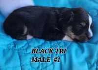 Cooper 3, a male Toy Australian Shepherd for sale in Tishomingo, OK – Photo 2 of 3