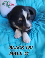 Cooper 3, a male Toy Australian Shepherd for sale in Tishomingo, OK – Photo 3 of 3