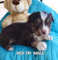Remi, a male Toy Australian Shepherd for sale in Tishomingo, OK – Photo 1 of 3