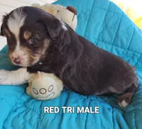 Remi, a male Toy Australian Shepherd for sale in Tishomingo, OK – Photo 3 of 3