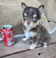 Little Bit, a female Toy Australian Shepherd for sale in Tishomingo, OK – Photo 1 of 6