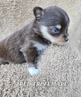 Little Bit, a female Toy Australian Shepherd for sale in Tishomingo, OK – Photo 5 of 6