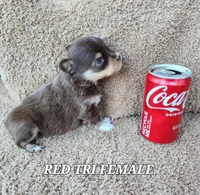 Little Bit, a female Toy Australian Shepherd for sale in Tishomingo, OK – Photo 4 of 6