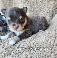 Little Bit, a female Toy Australian Shepherd for sale in Tishomingo, OK – Photo 6 of 6