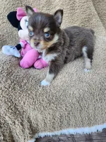 Little Bit, a female Toy Australian Shepherd for sale in Tishomingo, OK – Photo 3 of 6