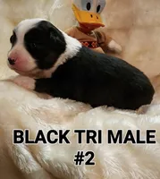 AUDIOS, a female Toy Australian Shepherd for sale in Tishomingo, OK – Photo 5 of 5