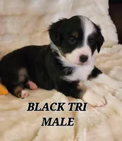 AUDIOS, a female Toy Australian Shepherd for sale in Tishomingo, OK – Photo 1 of 5