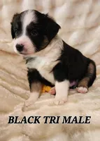 AUDIOS, a female Toy Australian Shepherd for sale in Tishomingo, OK – Photo 2 of 5